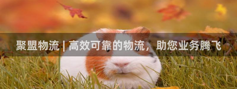 28圈里的财神：聚盟物流 | 高效可