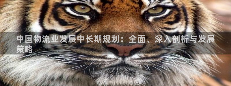 28圈大神预测