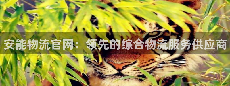 28圈登录网：安能物流官网：领先的综